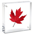 Canetti Original Magnet Frame: Picture 1 regular