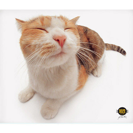 Allsop Microfiber Cleaning Cloth, Pet Me Cat