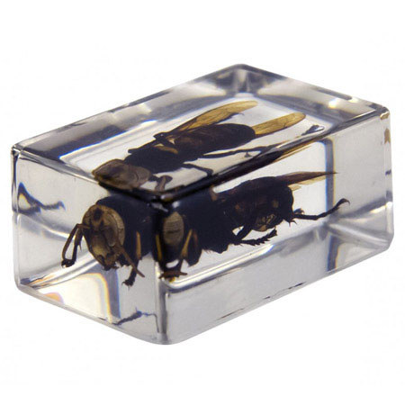 Celestron Bug Specimen Kit #2