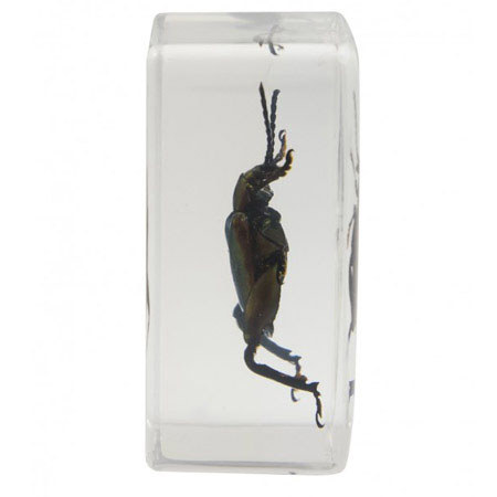 Celestron Bug Specimen Kit #3