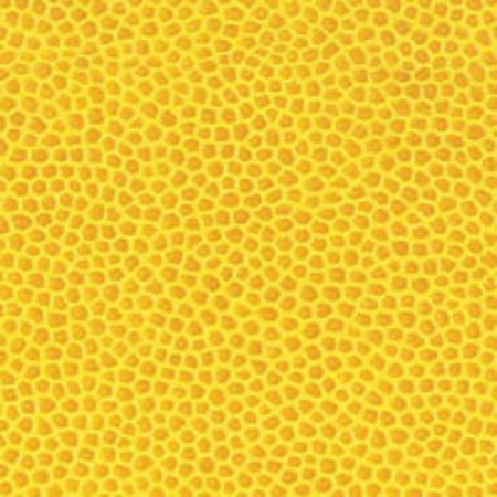 C.R. Gibson PEX6992 Pebble Envelope for 48 4x6in Photos