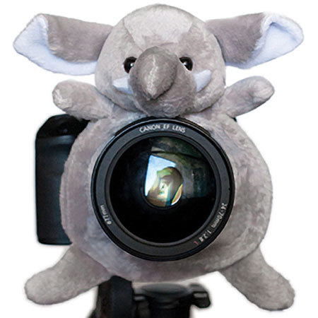 Shutter Hugger Elephant
