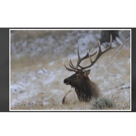 Kelby Training DVD: Yellowstone Big Game Photography