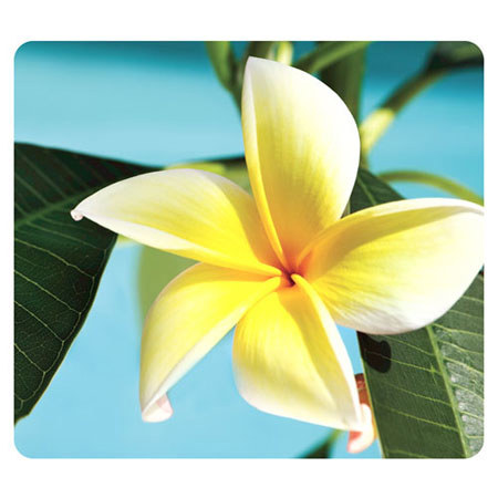 Fellowes Recycled Optical Mouse Pad, Yellow Flower
