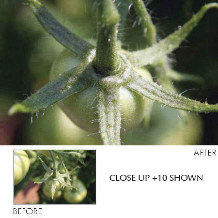 Hoya 52mm Close-Up Filter Set (+1 +2 +4 Diopters)