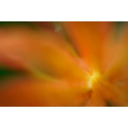 Sony FE 50mm f/2.8 Macro Lens for Sony E SEL50M28 - Adorama Sony FE 50mm f/2.8 Macro Lens for Sony E SEL50M28 - Adorama