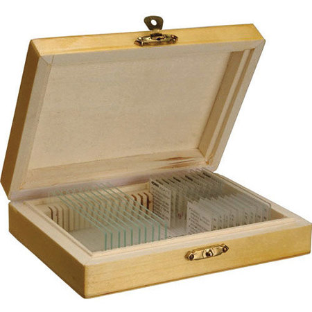 Konus Botany Prepared Slide Set: Bacteria, Simple Organisms, 10 Slides