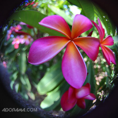 lensbaby scout lensbaby fisheye optic