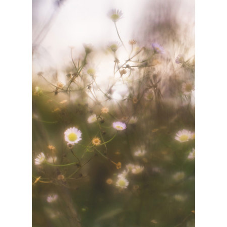 Lensbaby Soft Focus II 50mm f/2.5 Fixed Body Lens for Nikon F