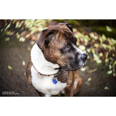 Lensbaby Twist 60 Optic, 46mm Filter Diameter, 18" Minimum Focus Distance