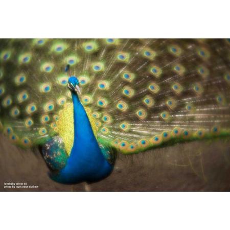 Lensbaby Velvet 56 56mm f/1.6 Macro Lens for Sony E, Black