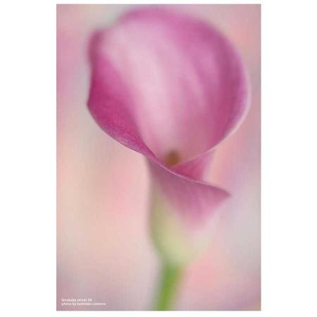 Lensbaby Velvet 56 56mm f/1.6 Macro Lens for Sony E, Black Lensbaby Velvet 56 56mm f/1.6 Macro Lens for Sony E, Black