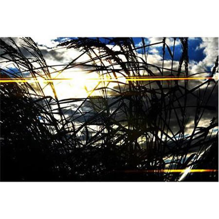 Schneider MPTV 4x5.65" 3mm Gold True-Streak Rectangular Filter