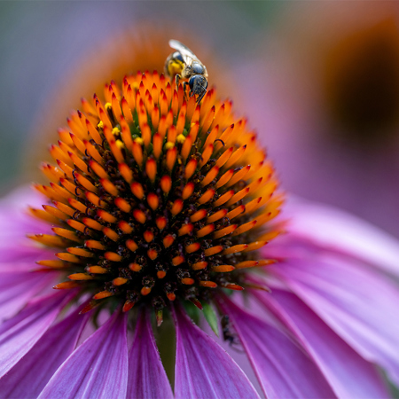 Tamron 90mm f/2.8 Di III VXD Macro Lens for Nikon Z AFF072Z700