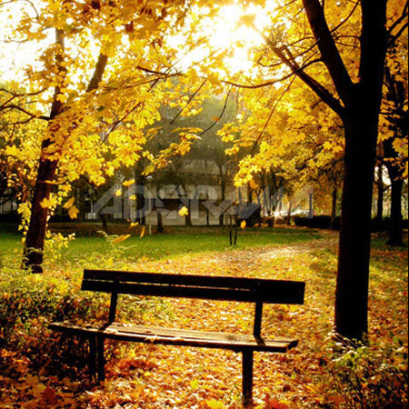 Westcott Photo Basics 5' x 6' "Autumn in the Park", Park Bench Scenic Cotton Muslin Background, #835