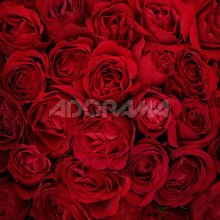 Westcott 5 x 6ft Bed of Roses, Muslin Background, 829
