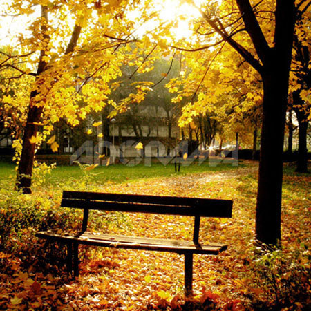 Westcott Photo Basics 6' x 8' "Autumn in the Park", Park Bench Scenic Cotton Muslin Background, #935