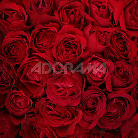 Westcott 6 x 8ft Bed of Roses, Muslin Background, 929