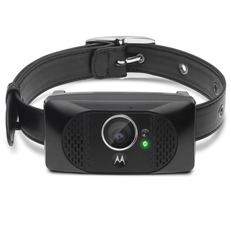 motorola dog collar