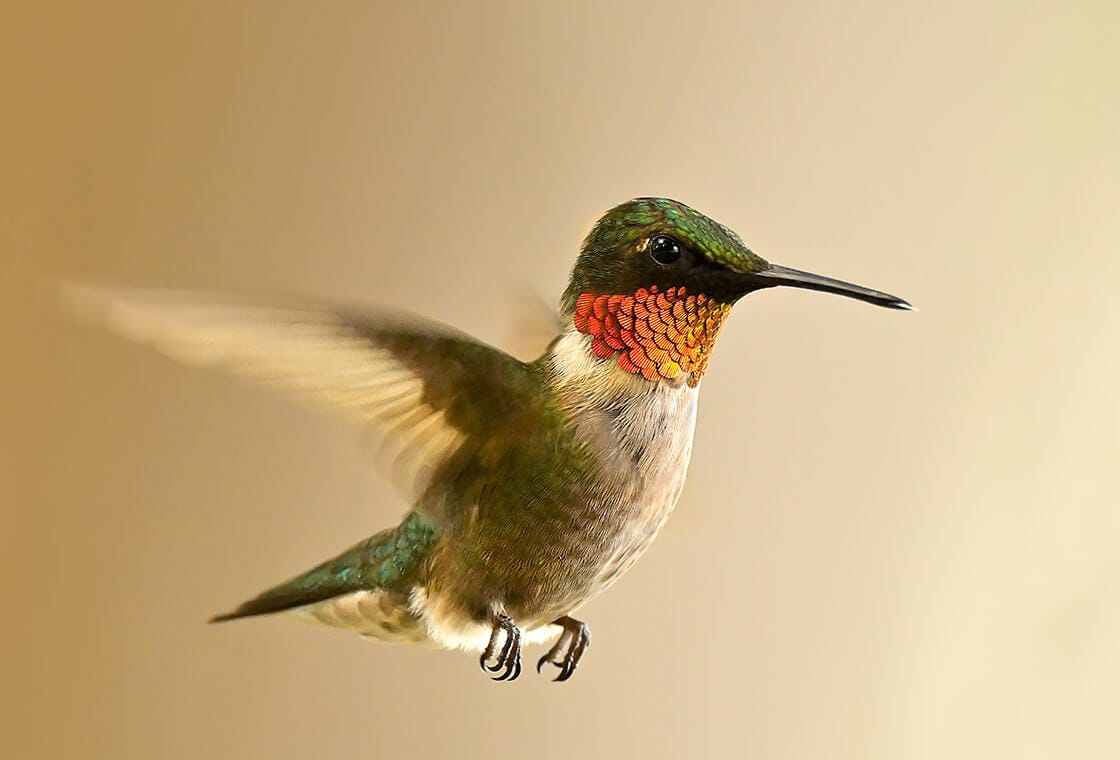 portrait of small bird taken with nikon lens and Mount Adapter FTZ