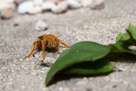 macro shot of insect using Nikon Z lens