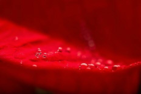 150mm f/2.8 Macro 1: