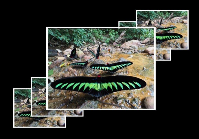 FOCUS STACKING & BRACKETING