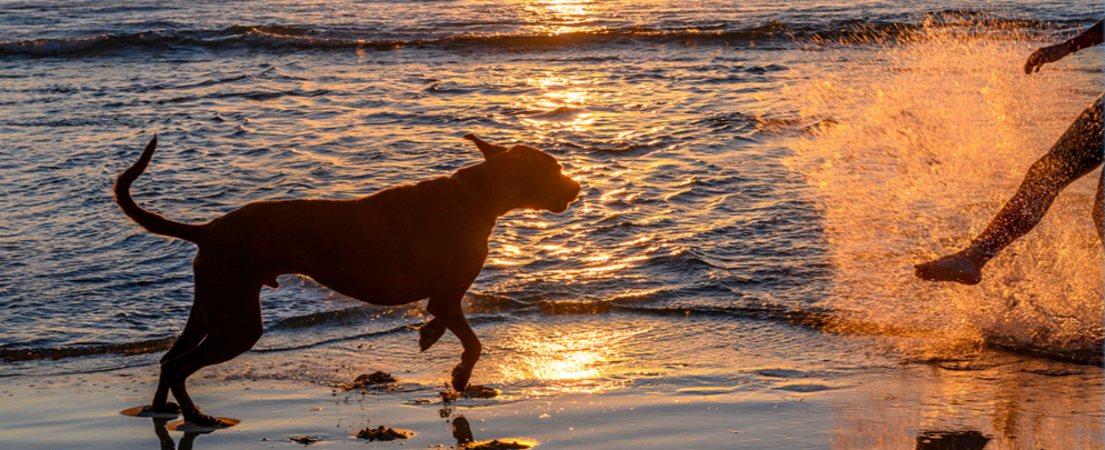 NIKKOR Z 24-70mm F 2.8 S 2 perrito