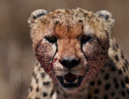 Sony FE 600mm F4 GM OSS 6 Las características avanzadas apoyan las necesidades profesionales