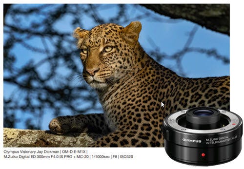 Super Telephoto and Super Telephoto Macro Shooting