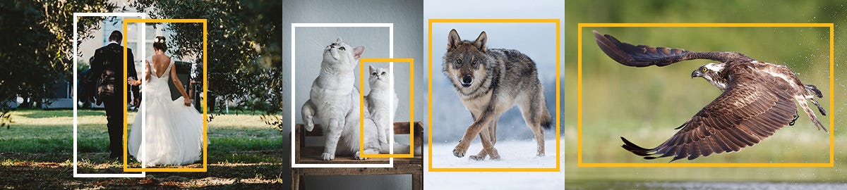 Human Body Recognition and Animal Recognition Technology