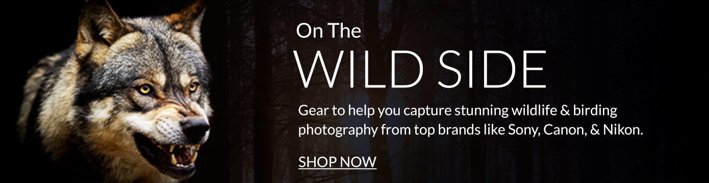 Wildlife Photography