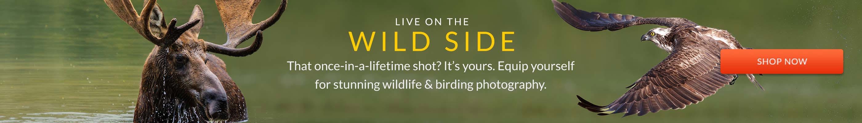 Wildlife Photography