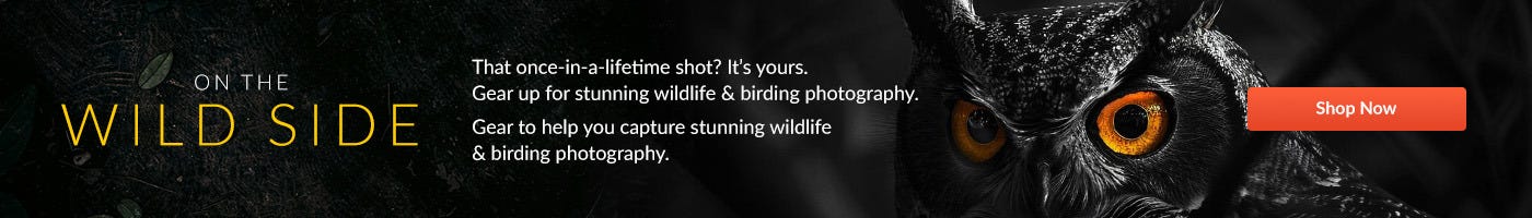 Wildlife Photography