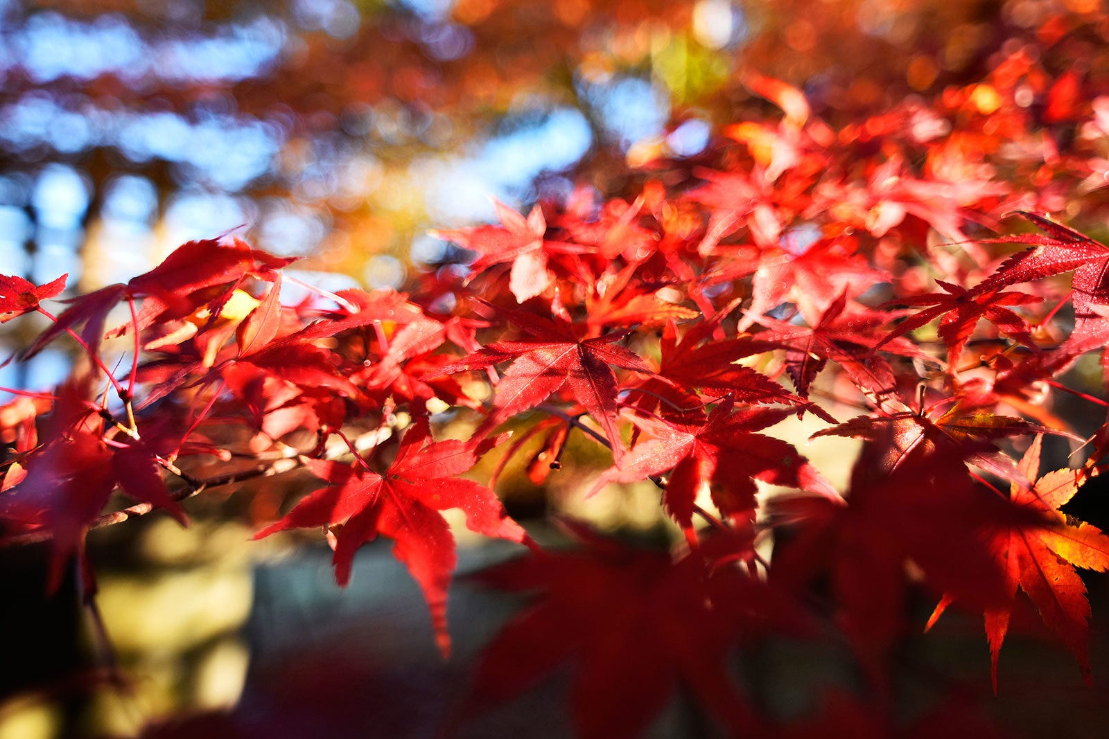 Control Framing and Composition By Zooming.