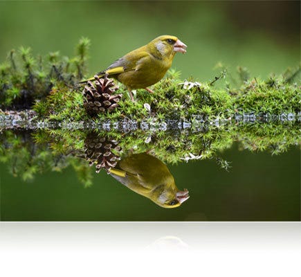 カメラ レンズ(ズーム) Nikon 200-500mm f/5.6E ED AF-S VR NIKKOR Lens 20058 - Adorama