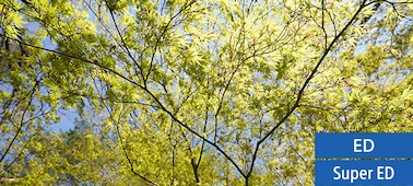 Minimal Aberration Enhances Sharpness.