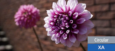 Gorgeous G Master Bokeh.