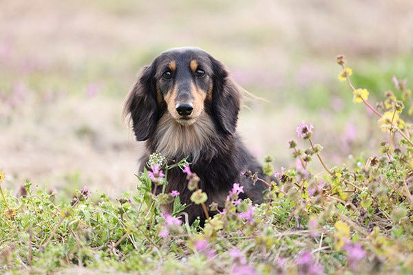 Canon EOS R5 5 Detección de animales.