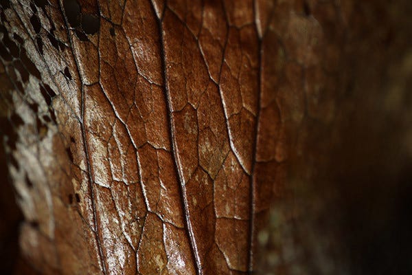 Hybrid IS Compensates For Angular & Shift Camera Shake During Macro Shooting.