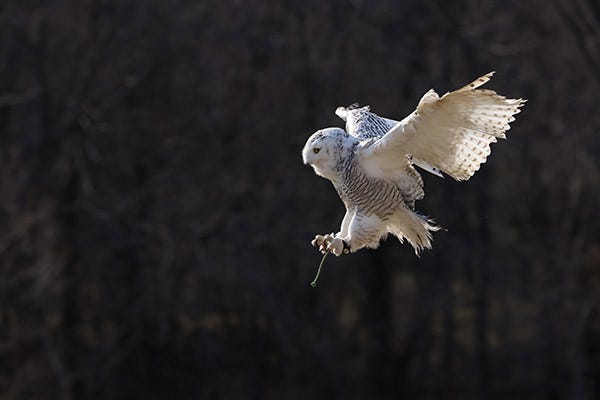 Tre modalità di stabilizzazione dell'immagine (Standard, Panning e solo durante l'esposizione) per una versatilità creativa.