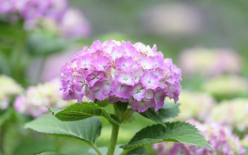22622Full-Width-NIKKOR-Z-2_02238.png