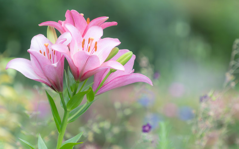 22624Full-Width-Z-Lenses-2_05000.png
