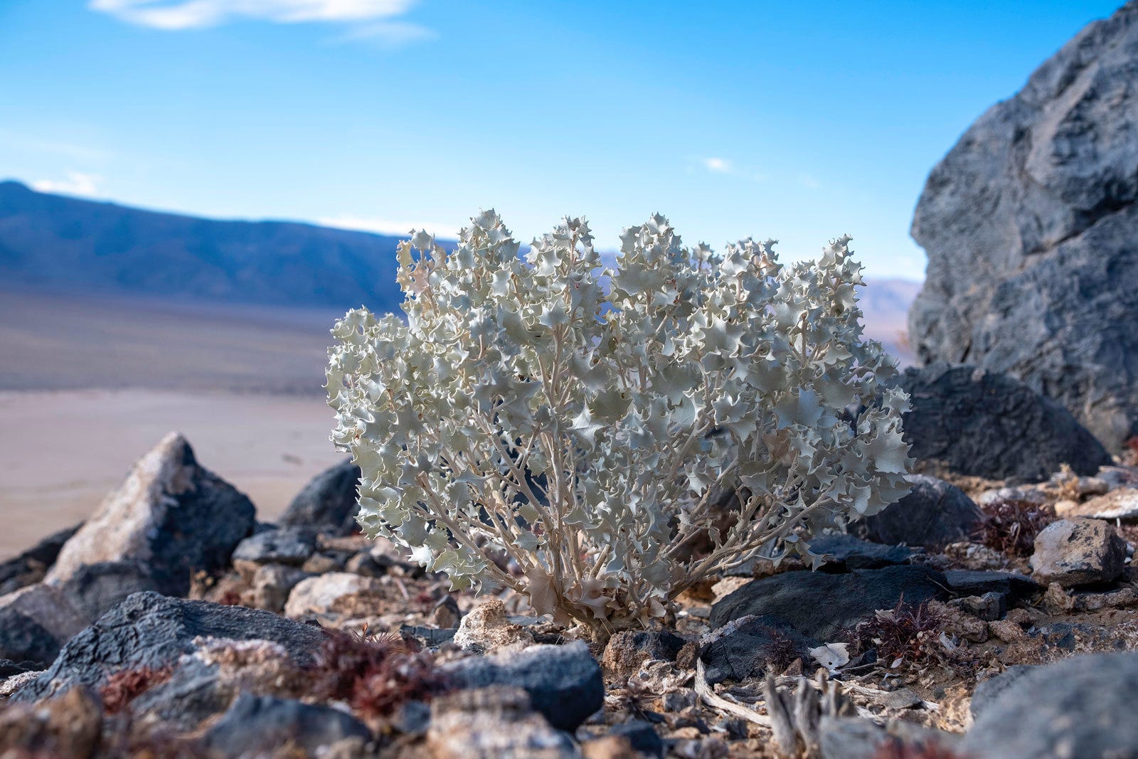Superior Close-Up Shooting Abilities.