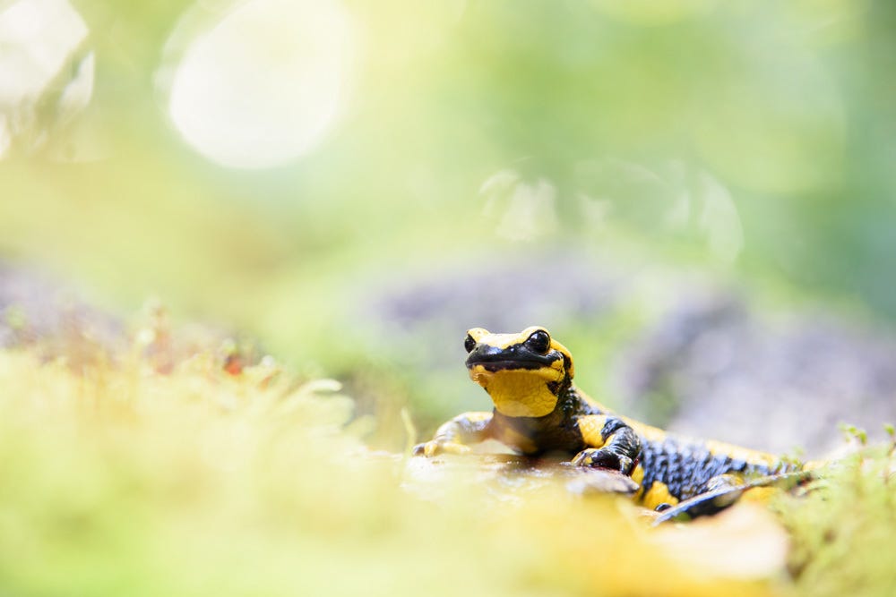 Discover The Beauty Of Close-Up Shooting.