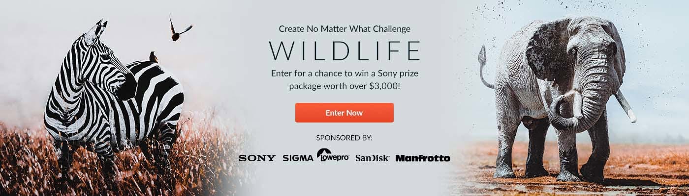CNMW: Wildlife