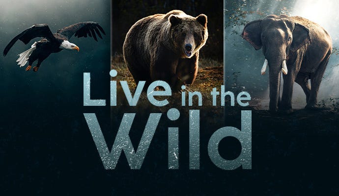 Wildlife Photography