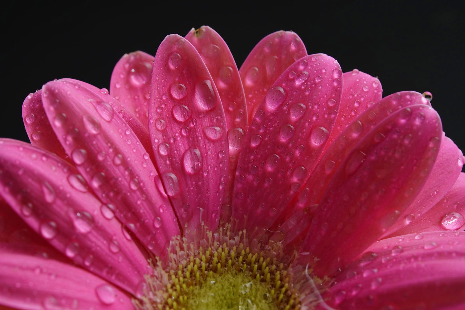 1:1 True Macro Lens.