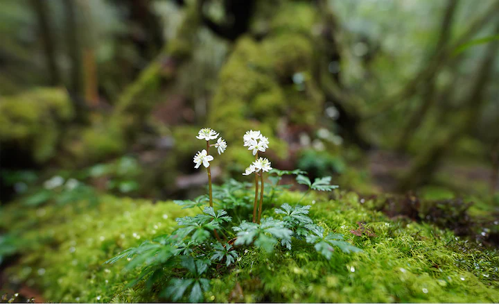Buttery Smooth Bokeh.