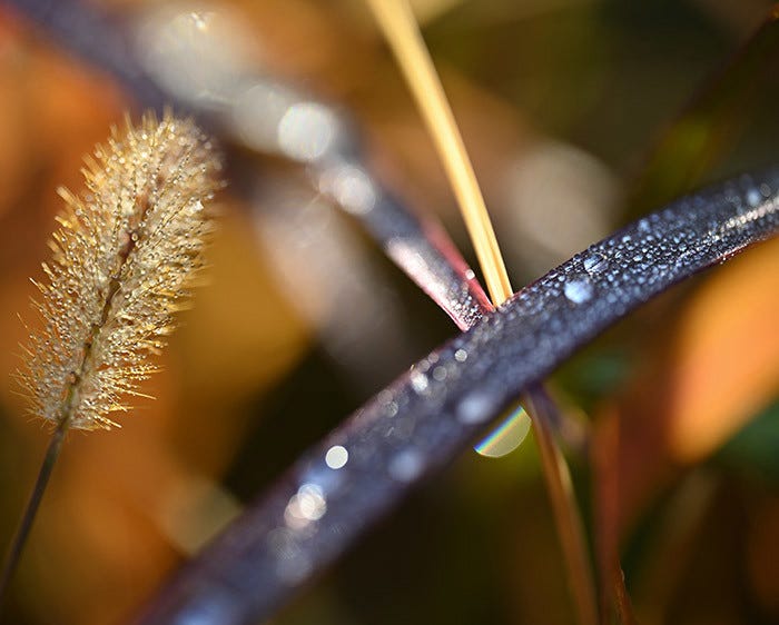 Beautiful Bokeh.